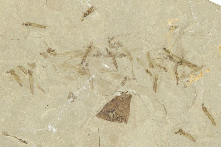 Crane Fly (Tipulidae) Mortality Plate - Green River Formation #360079